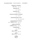 INCREASED EXPRESSION OF TRANSHYDROGENASE GENES AND THEIR USE IN ETHANOL     PRODUCTION diagram and image