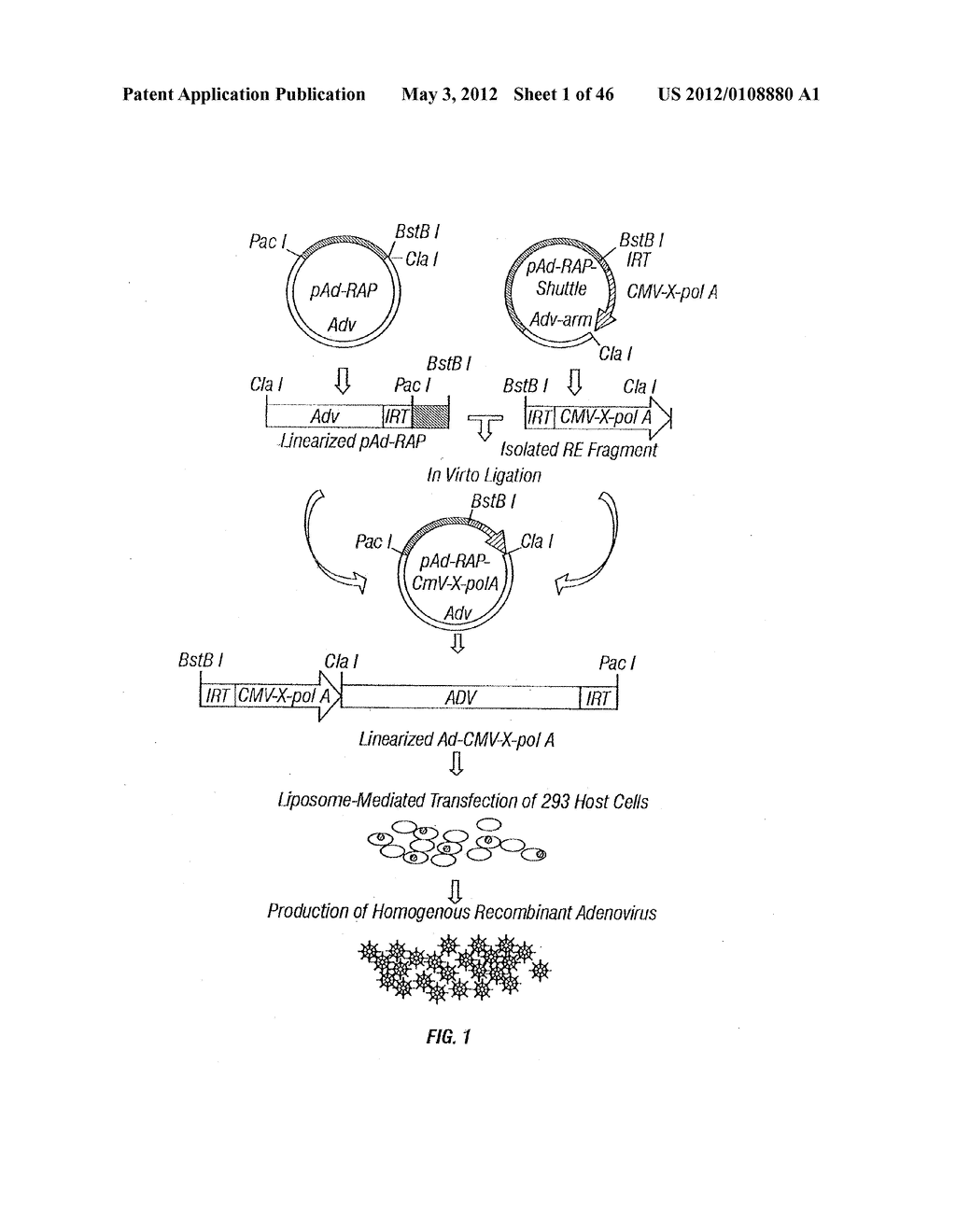 CHROMOSOME 3p21.3 GENES ARE TUMOR SUPPRESSORS - diagram, schematic, and image 02