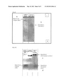 MRI T1 CONTRASTING AGENT COMPRISING MANGANESE OXIDE NANOPARTICLE diagram and image