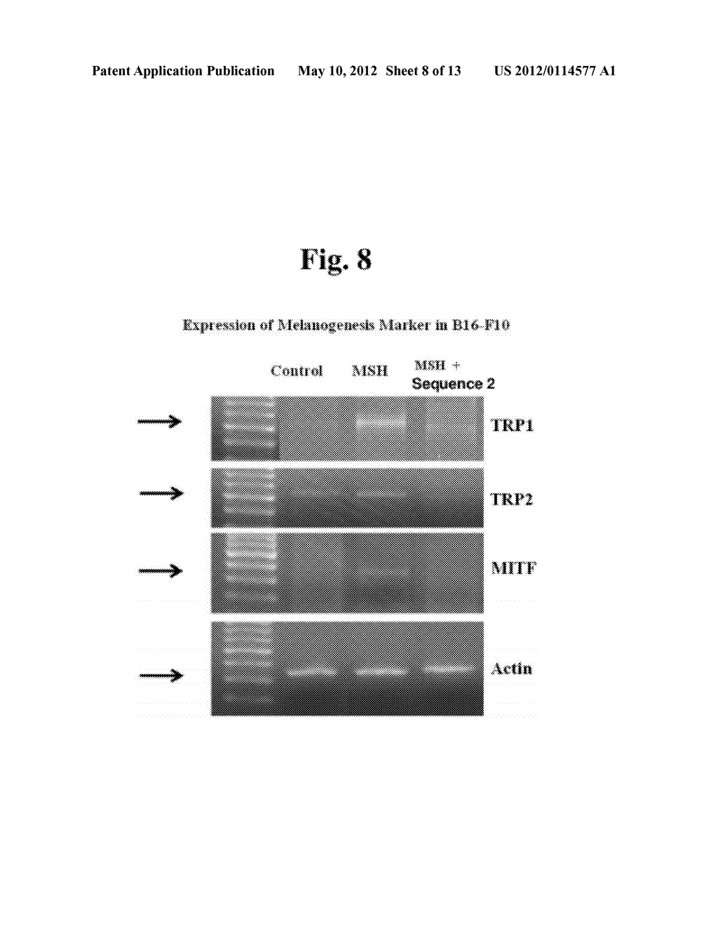 Peptide Having Activity of Transforming Growth Factor and Production     Method Therefor - diagram, schematic, and image 09