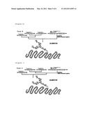 SUGAR CHAIN-ADDED AILIM EXTRACELLULAR DOMAIN AND METHOD FOR PRODUCING SAME diagram and image