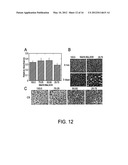 HYDROLYTICALLY DEGRADABLE POLYSACCHARIDE HYDROGELS diagram and image