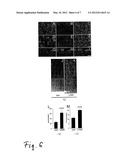 PROTEIN WITH PROMOTING EFFECTS FOR AXONAL GROWTH OF NEURONS OF CENTRAL     NERVOUS SYSTEM diagram and image