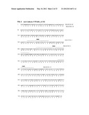 Antibodies Specific to Cadherin-17 diagram and image