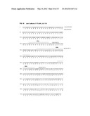 Antibodies Specific to Cadherin-17 diagram and image