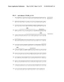 Antibodies Specific to Cadherin-17 diagram and image