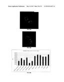 Antibodies Specific to Cadherin-17 diagram and image