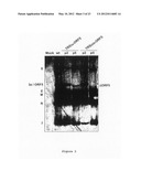 Nucleic Acid Encoding TGEV and PRRSV Sequences for Improved Expression of     PRRSV Sequences diagram and image