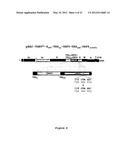 Nucleic Acid Encoding TGEV and PRRSV Sequences for Improved Expression of     PRRSV Sequences diagram and image