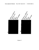 Nucleic Acid Encoding TGEV and PRRSV Sequences for Improved Expression of     PRRSV Sequences diagram and image