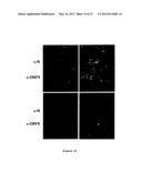 Nucleic Acid Encoding TGEV and PRRSV Sequences for Improved Expression of     PRRSV Sequences diagram and image