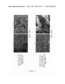 Nucleic Acid Encoding TGEV and PRRSV Sequences for Improved Expression of     PRRSV Sequences diagram and image