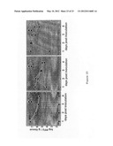 Nucleic Acid Encoding TGEV and PRRSV Sequences for Improved Expression of     PRRSV Sequences diagram and image