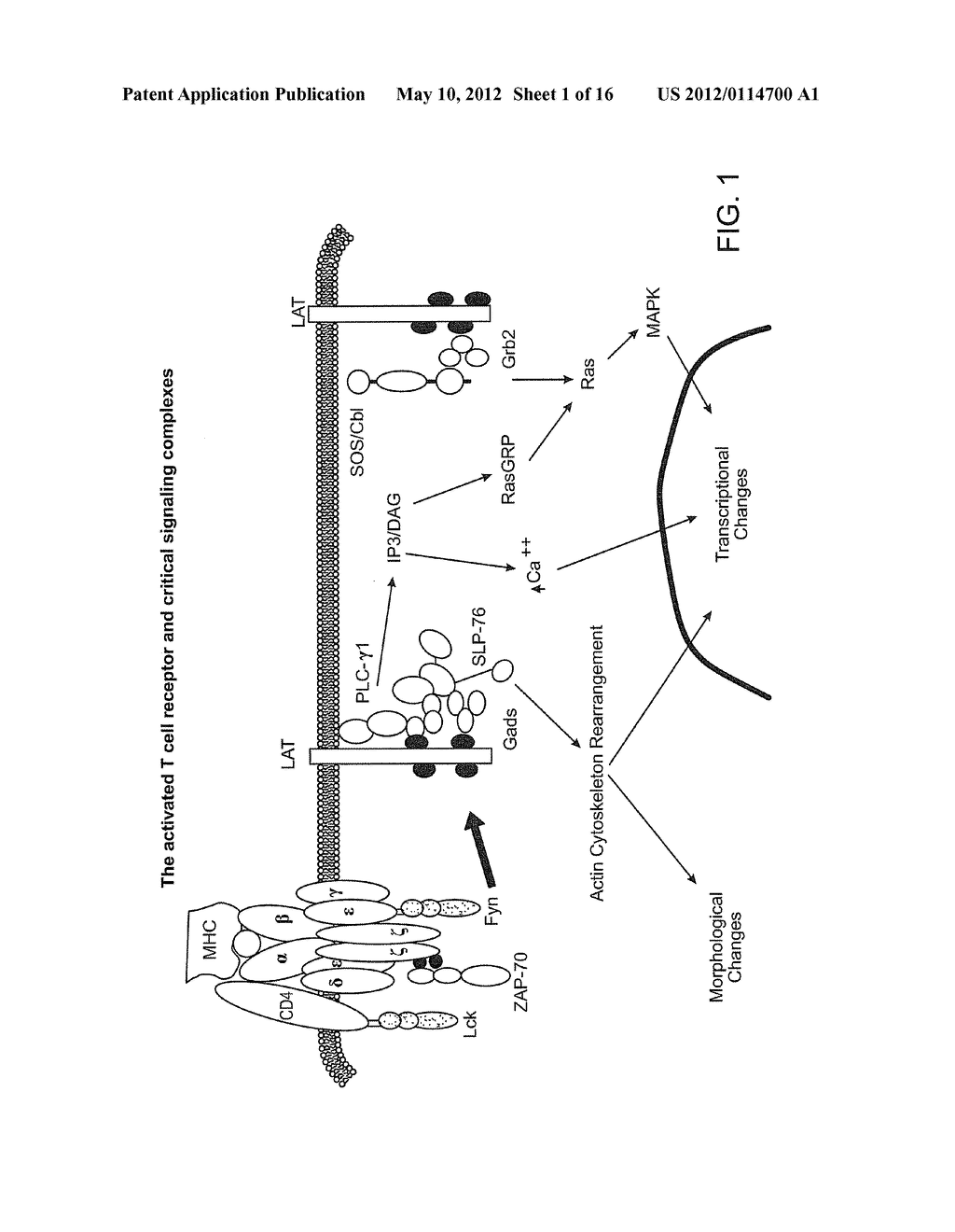 LAT ADAPTER MOLECULE FOR ENHANCED T-CELL SIGNALING AND METHOD OF USE - diagram, schematic, and image 02