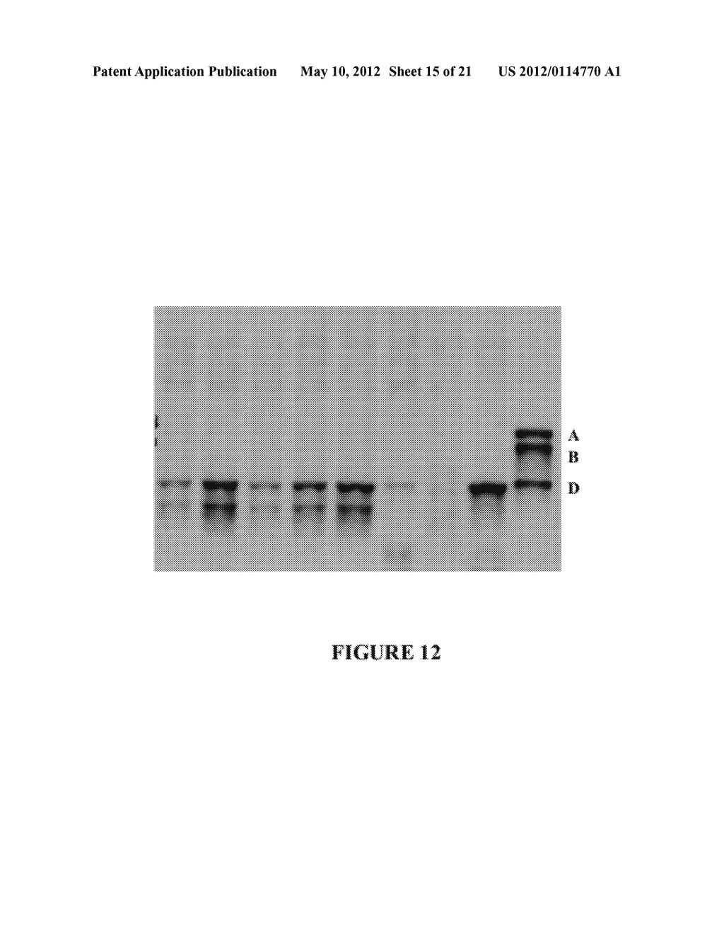 HIGH AMYLOSE WHEAT - diagram, schematic, and image 16