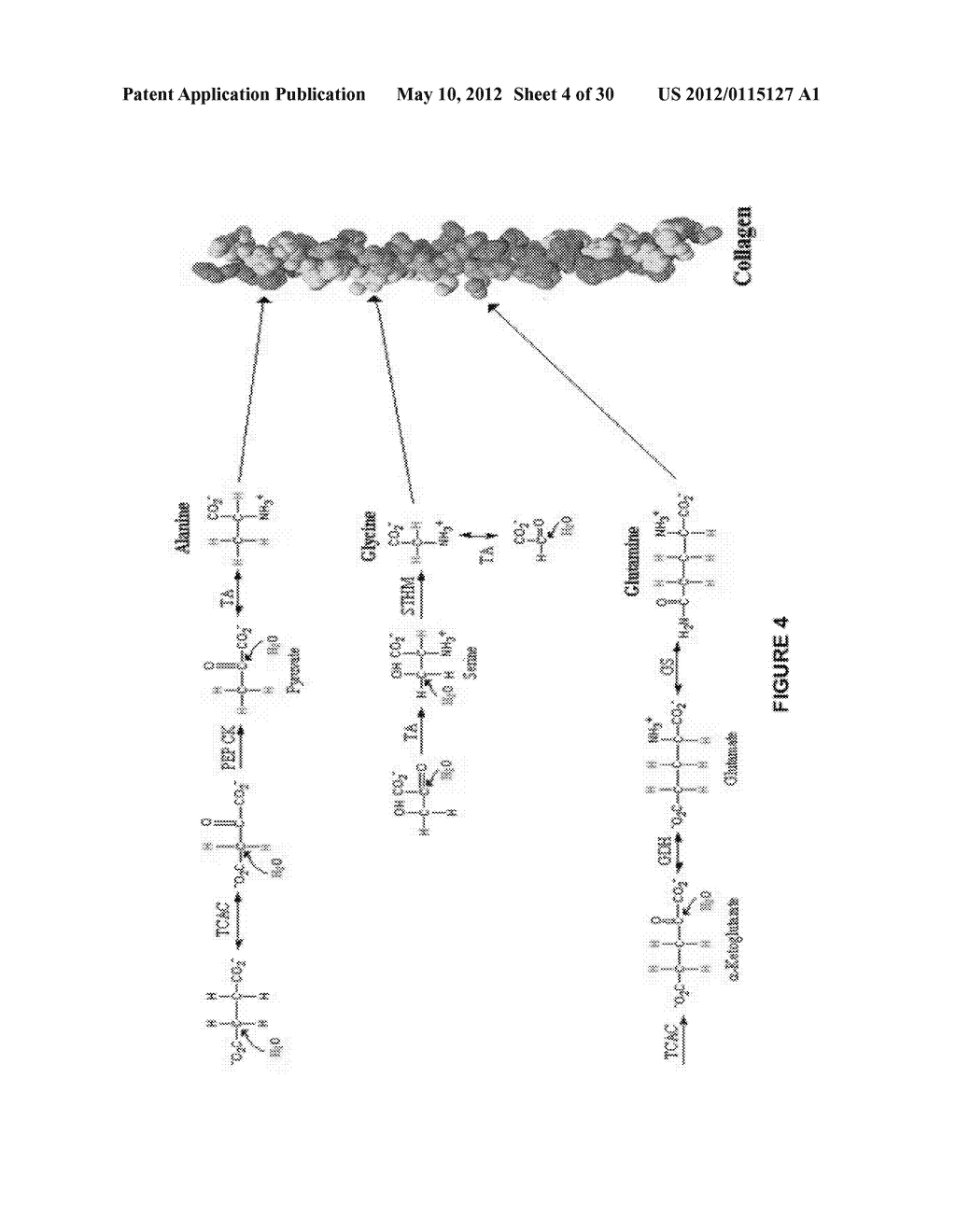 MOLECULAR FLUX RATES THROUGH CRITICAL PATHWAYS MEASURED BY STABLE ISOTOPE     LABELING IN VIVO, AS BIOMARKERS OF DRUG ACTION AND DISEASE ACTIVITY - diagram, schematic, and image 05