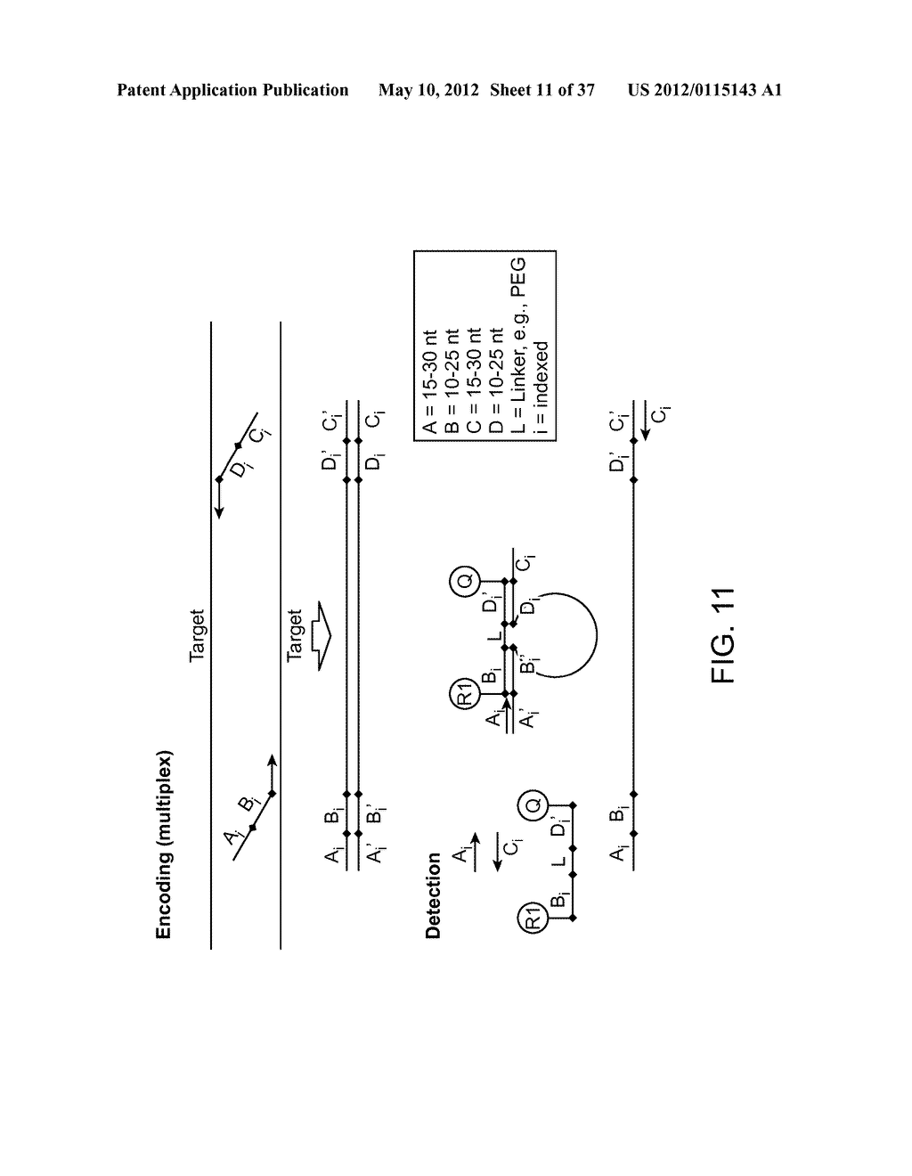 Universal Probe Assay Methods - diagram, schematic, and image 12