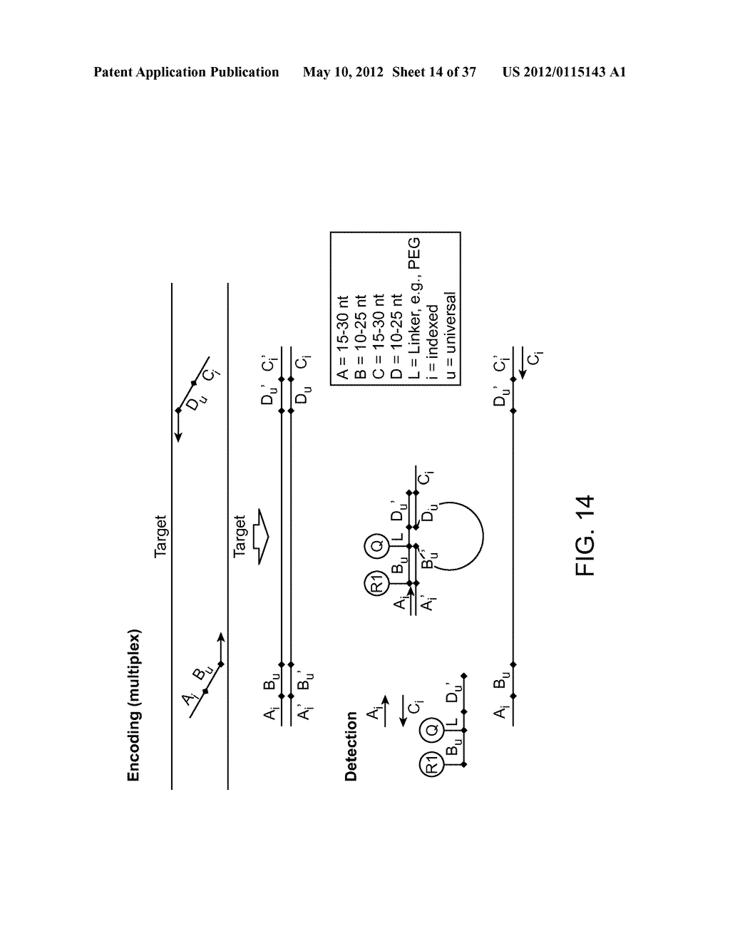 Universal Probe Assay Methods - diagram, schematic, and image 15