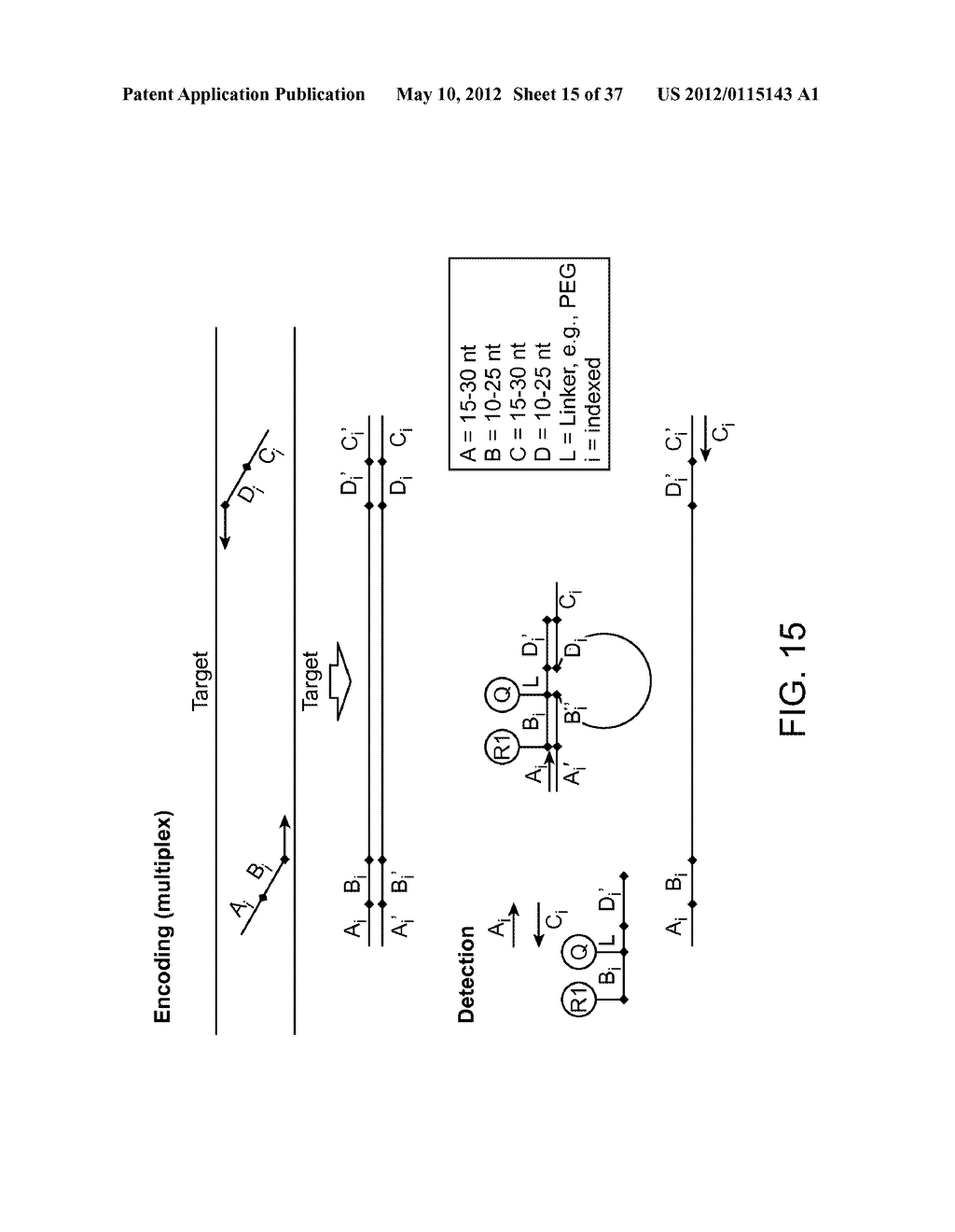 Universal Probe Assay Methods - diagram, schematic, and image 16