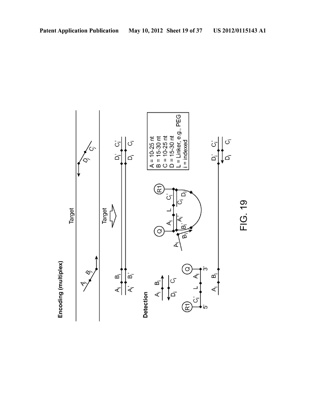 Universal Probe Assay Methods - diagram, schematic, and image 20