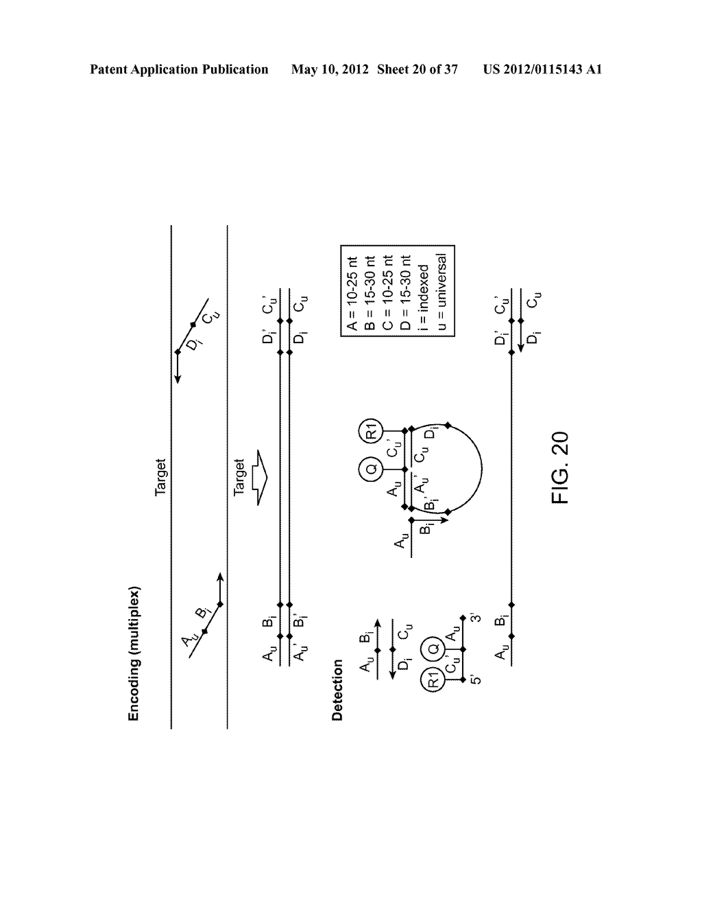 Universal Probe Assay Methods - diagram, schematic, and image 21