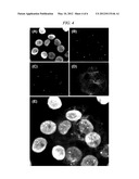 METHOD OF ANALYZING GENETICALLY ABNORMAL CELLS diagram and image