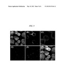 METHOD OF ANALYZING GENETICALLY ABNORMAL CELLS diagram and image