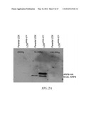 METHOD FOR DETECTING INVASIVE MICROVESCLES DERIVED FROM TUMOR CELLS diagram and image