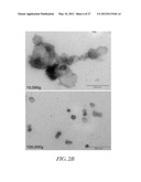 METHOD FOR DETECTING INVASIVE MICROVESCLES DERIVED FROM TUMOR CELLS diagram and image