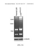 METHOD FOR DETECTING INVASIVE MICROVESCLES DERIVED FROM TUMOR CELLS diagram and image