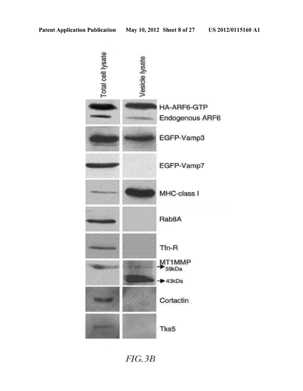 METHOD FOR DETECTING INVASIVE MICROVESCLES DERIVED FROM TUMOR CELLS - diagram, schematic, and image 09