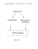 METHOD FOR DETECTING INVASIVE MICROVESCLES DERIVED FROM TUMOR CELLS diagram and image