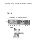 COMPOSITIONS AND METHODS FOR DEMONSTRATING SECRETORY IMMUNE SYSTEM     REGULATION OF STEROID HORMONE RESPONSIVE CANCER CELL GROWTH diagram and image