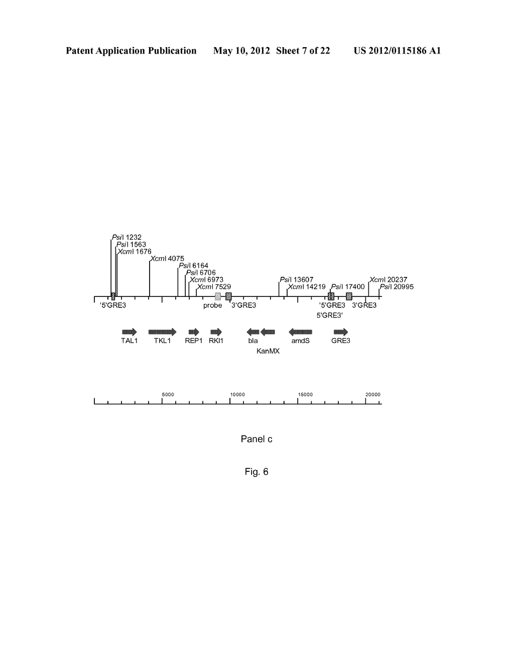 FERMENTATIVE PRODUCTION OF ETHANOL FROM GLUCOSE, GALACTOSE AND ARABINOSE     EMPLOYING A RECOMBINANT YEAST STRAIN - diagram, schematic, and image 08