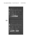 CHIMERIC DNA POLYMERASES diagram and image