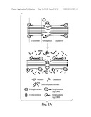 ENHANCED CELLULASE EXPRESSION IN S. DEGRADANS diagram and image