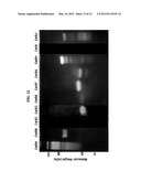 ENHANCED CELLULASE EXPRESSION IN S. DEGRADANS diagram and image