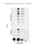 ENHANCED CELLULASE EXPRESSION IN S. DEGRADANS diagram and image