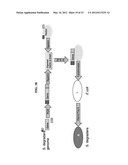 ENHANCED CELLULASE EXPRESSION IN S. DEGRADANS diagram and image