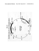 ENHANCED CELLULASE EXPRESSION IN S. DEGRADANS diagram and image