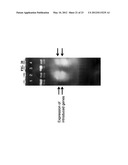 ENHANCED CELLULASE EXPRESSION IN S. DEGRADANS diagram and image