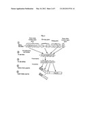 Reagents For The Atherosclerotic Coronary Plaque And Uses Thereof diagram and image