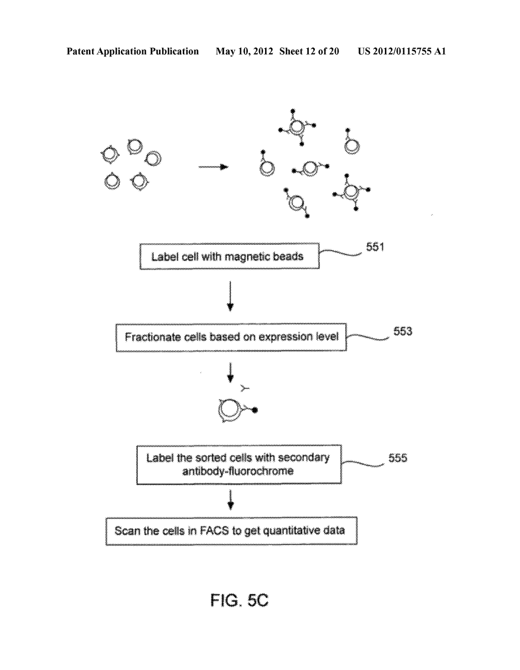 MICROFLUIDIC MAGNETOPHORETIC DEVICE AND METHODS FOR USING THE SAME - diagram, schematic, and image 13