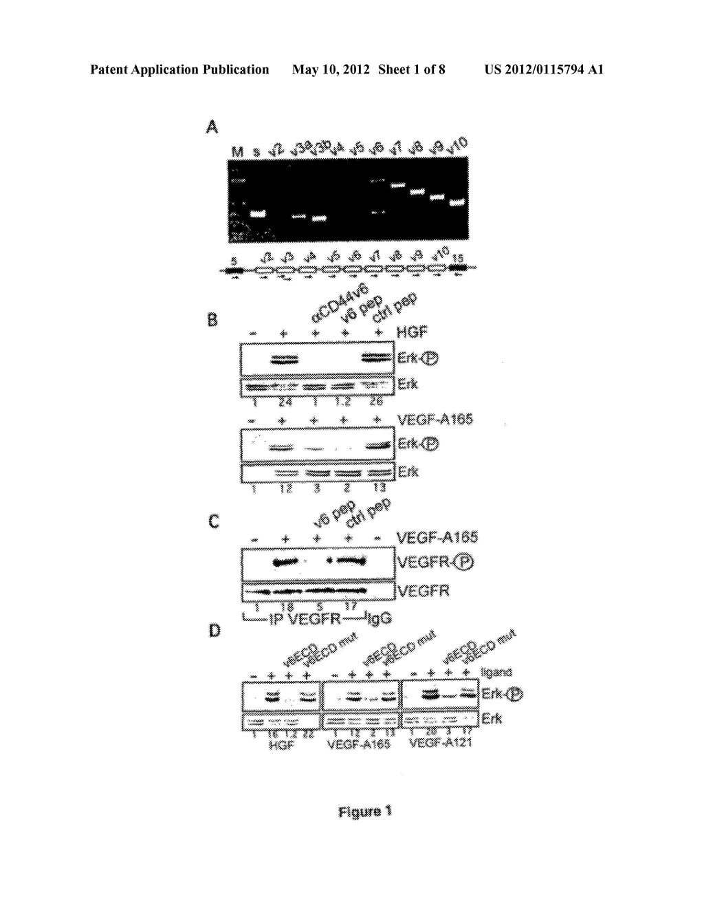 USE OF CD44V6 IN THE TREATMENT OF OPHTHALMIC DISEASES - diagram, schematic, and image 02