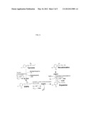 METHOD FOR THE INDUCTION OF A REWARD RESPONSE BY MODULATION OF     DOPAMINERGIC SYSTEMS IN THE CENTRAL NERVOUS SYSTEM diagram and image