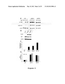 ISOGENIC HUMAN CELL LINES COMPRISING MUTATED CANCER ALLELES AND PROCESS     USING THE CELL LINES diagram and image