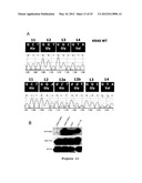 ISOGENIC HUMAN CELL LINES COMPRISING MUTATED CANCER ALLELES AND PROCESS     USING THE CELL LINES diagram and image