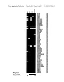 ISOGENIC HUMAN CELL LINES COMPRISING MUTATED CANCER ALLELES AND PROCESS     USING THE CELL LINES diagram and image