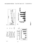 N,N -DIARYLUREA COMPOUNDS AND N,N -DIARYLTHIOUREA COMPOUNDS AS INHIBITORS     OF TRANSLATION INITIATION diagram and image