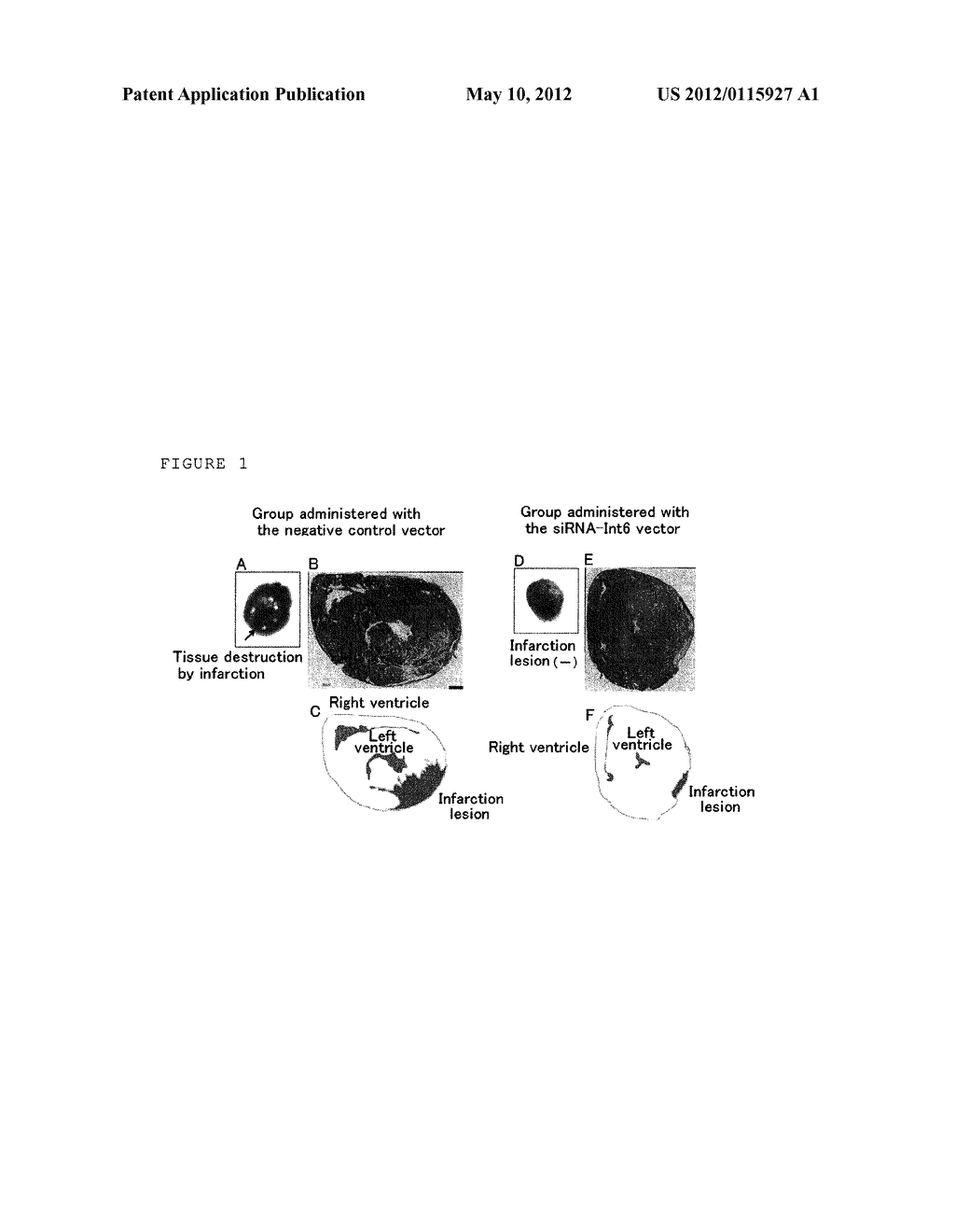 PHARMACEUTICAL AGENT FOR PREVENTING CELL DEATH - diagram, schematic, and image 02
